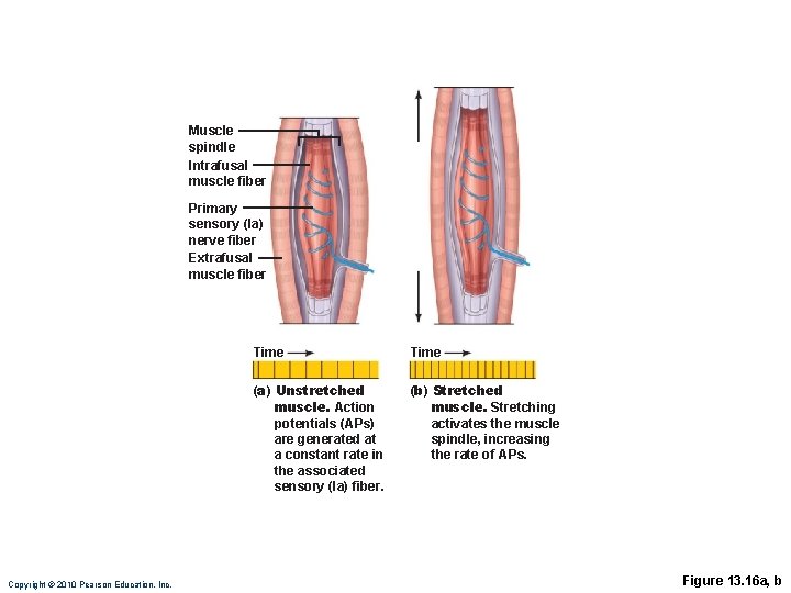 Muscle spindle Intrafusal muscle fiber Primary sensory (la) nerve fiber Extrafusal muscle fiber Copyright