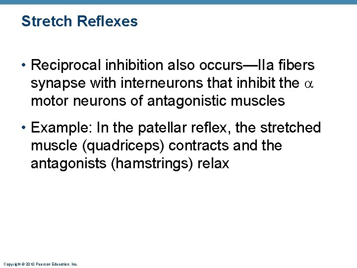 Stretch Reflexes • Reciprocal inhibition also occurs—IIa fibers synapse with interneurons that inhibit the