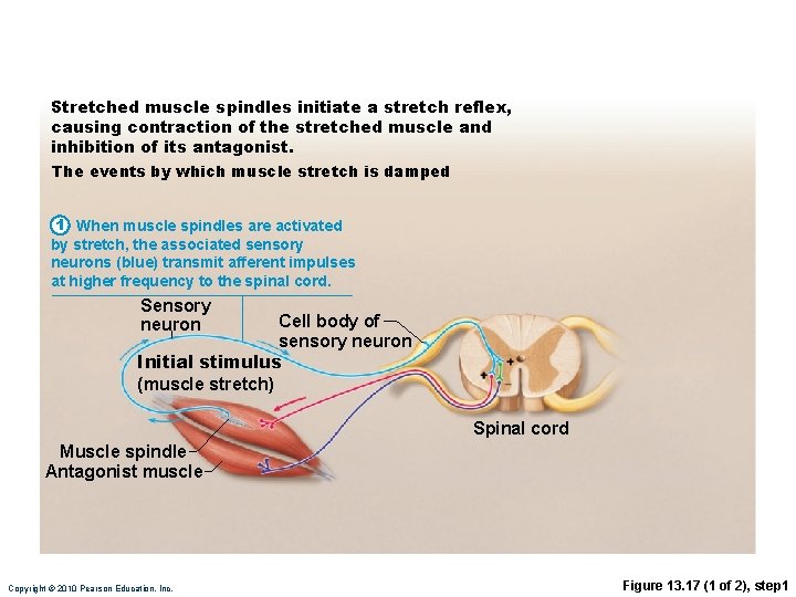 Stretched muscle spindles initiate a stretch reflex, causing contraction of the stretched muscle and
