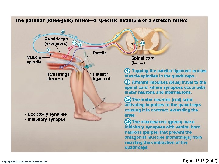 The patellar (knee-jerk) reflex—a specific example of a stretch reflex 2 Quadriceps (extensors) 1