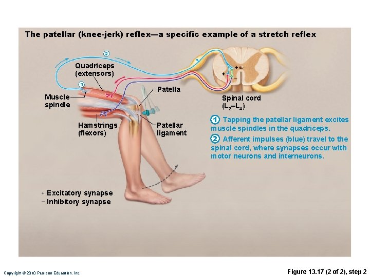 The patellar (knee-jerk) reflex—a specific example of a stretch reflex 2 Quadriceps (extensors) 1