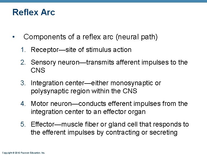 Reflex Arc • Components of a reflex arc (neural path) 1. Receptor—site of stimulus