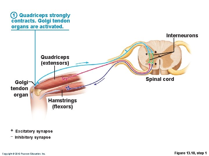 1 Quadriceps strongly contracts. Golgi tendon organs are activated. Interneurons Quadriceps (extensors) Golgi tendon