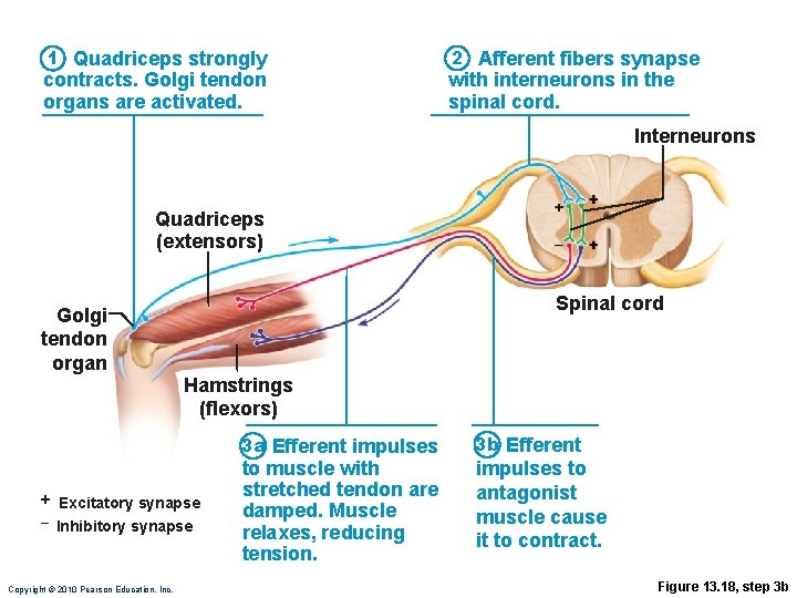 1 Quadriceps strongly contracts. Golgi tendon organs are activated. 2 Afferent fibers synapse with