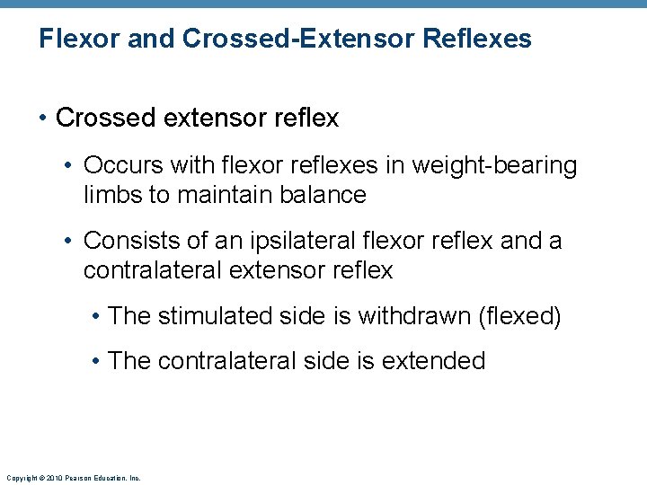Flexor and Crossed-Extensor Reflexes • Crossed extensor reflex • Occurs with flexor reflexes in