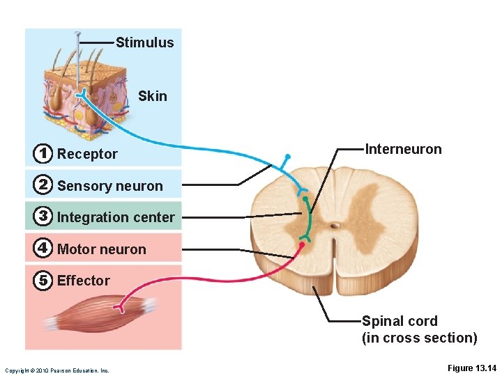 Stimulus Skin 1 Receptor Interneuron 2 Sensory neuron 3 Integration center 4 Motor neuron