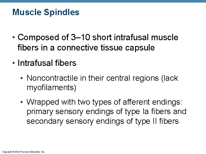 Muscle Spindles • Composed of 3– 10 short intrafusal muscle fibers in a connective