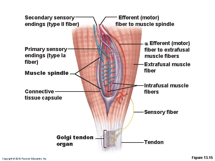 Secondary sensory endings (type II fiber) Primary sensory endings (type Ia fiber) Muscle spindle