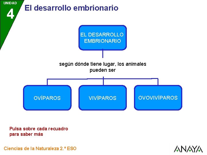 UNIDAD 4 El desarrollo embrionario EL DESARROLLO EMBRIONARIO según dónde tiene lugar, los animales