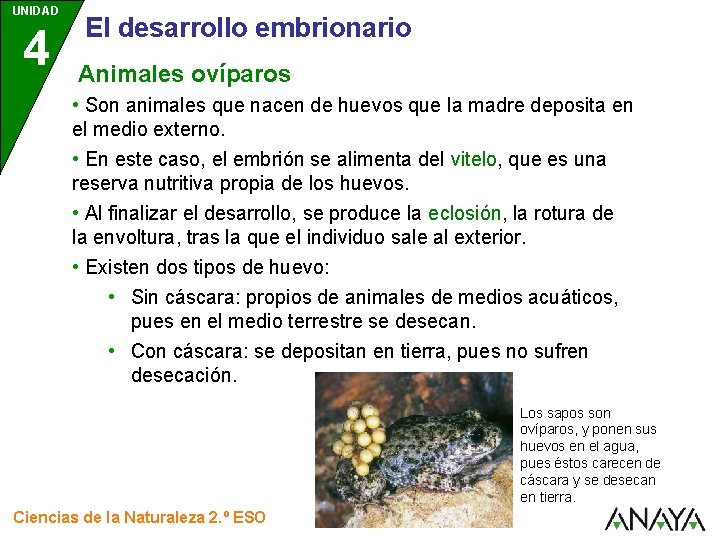 UNIDAD 4 El desarrollo embrionario Animales ovíparos • Son animales que nacen de huevos