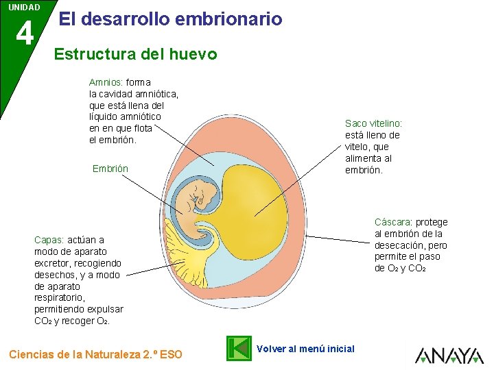 UNIDAD 4 El desarrollo embrionario Estructura del huevo Amnios: forma la cavidad amniótica, que
