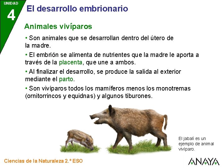 UNIDAD 4 El desarrollo embrionario Animales vivíparos • Son animales que se desarrollan dentro