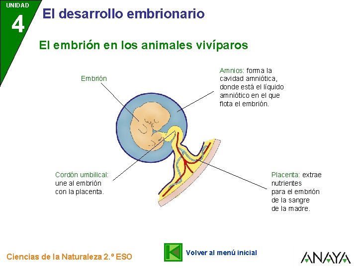 UNIDAD 4 El desarrollo embrionario El embrión en los animales vivíparos Embrión Amnios: forma