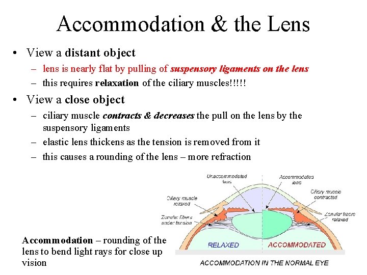 Accommodation & the Lens • View a distant object – lens is nearly flat Accommodation & the Lens • View a distant object – lens is nearly flat