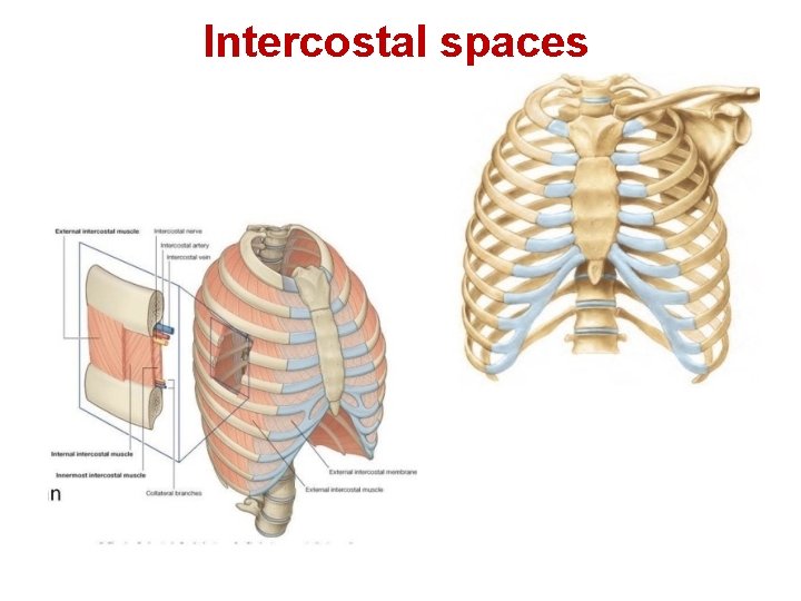 Intercostal spaces 