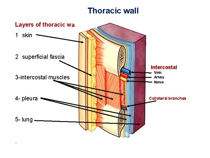 Thoracic wall Layers of thoracic w all : 1 skin 2 superficial fascia Intercostal