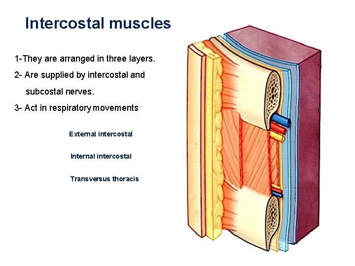 Intercostal muscles 1 -They are arranged in three layers. 2 - Are supplied by