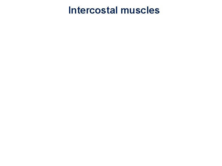 Intercostal muscles 