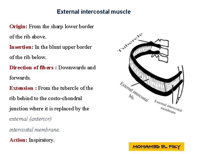 External intercostal muscle Origin: From the sharp lower border of the rib above. Insertion: