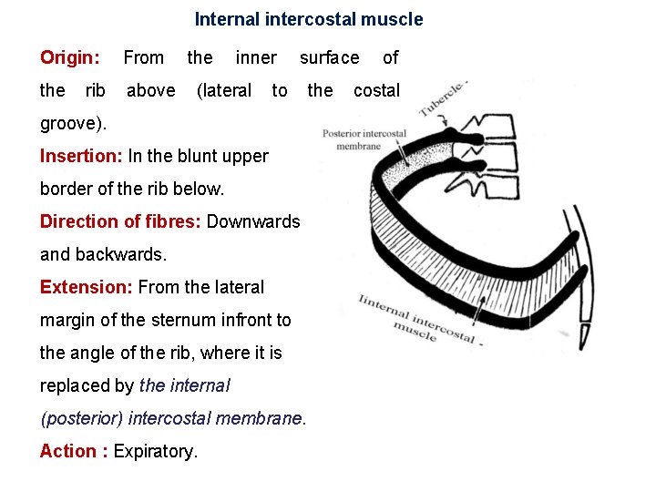 Internal intercostal muscle Origin: From the above rib the inner (lateral surface to groove).