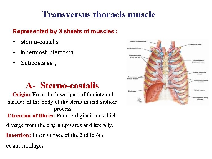 Transversus thoracis muscle Represented by 3 sheets of muscles : • sterno-costalis • innermost