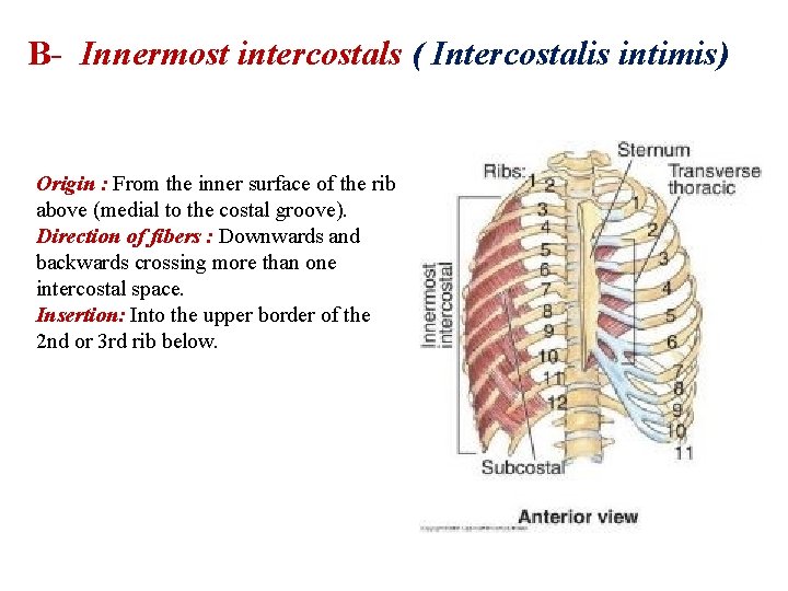 B- Innermost intercostals ( Intercostalis intimis) Origin : From the inner surface of the