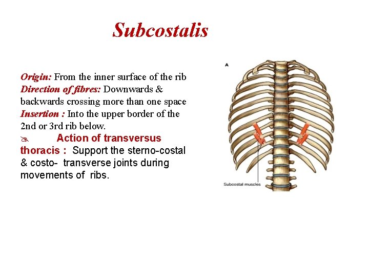 Subcostalis Origin: From the inner surface of the rib Direction of fibres: Downwards &