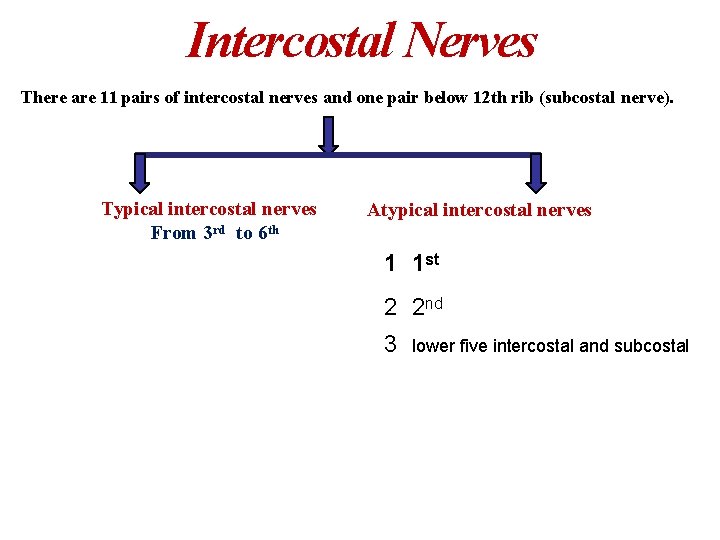 Intercostal Nerves There are 11 pairs of intercostal nerves and one pair below 12