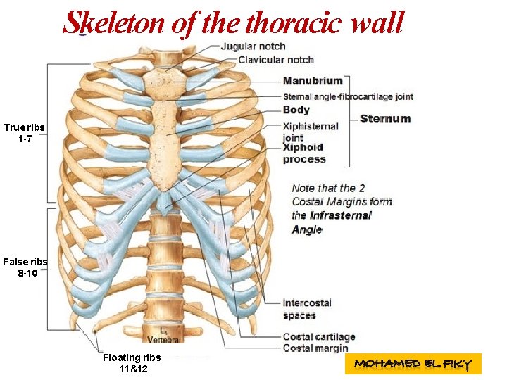 Skeleton of the thoracic wall True ribs 1 -7 False ribs 8 -10 Floating