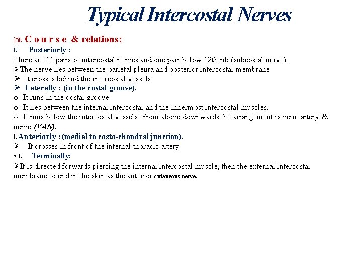 Typical Intercostal Nerves C o u r s e & relations: u Posteriorly :