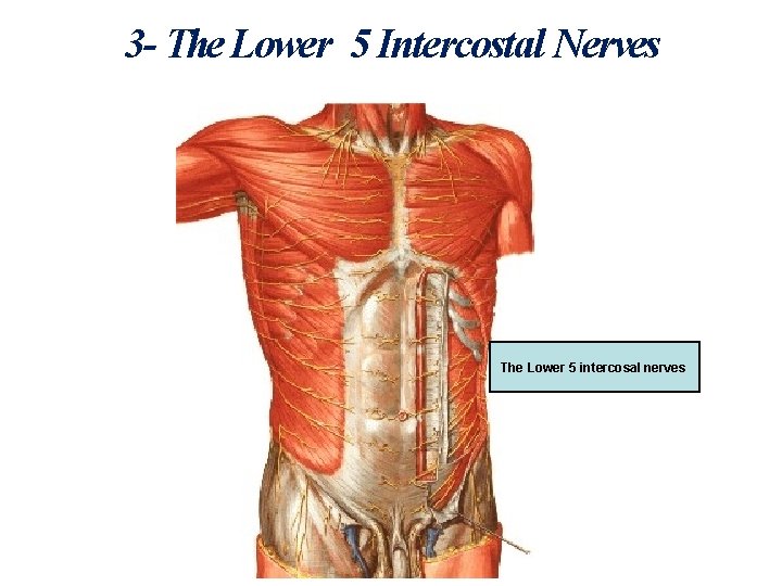3 - The Lower 5 Intercostal Nerves The Lower 5 intercosal nerves 