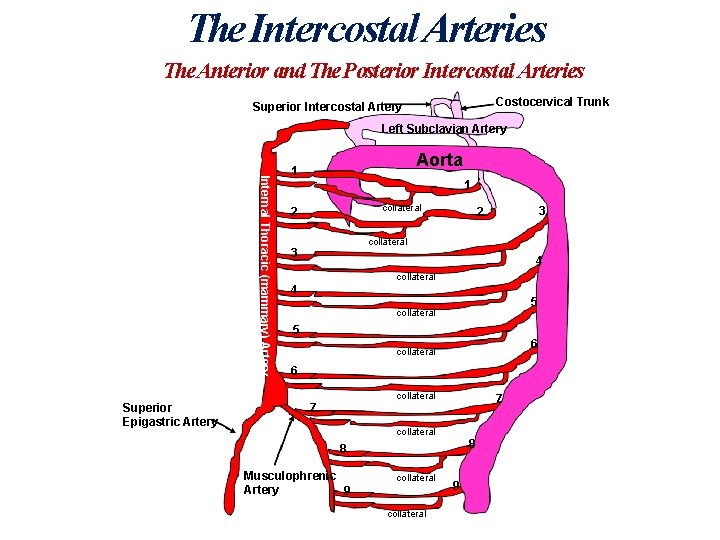 The Intercostal Arteries The Anterior and The Posterior Intercostal Arteries Costocervical Trunk Superior Intercostal