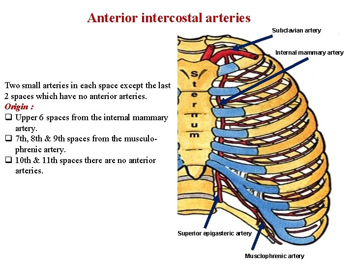 Anterior intercostal arteries Subclavian artery Internal mammary artery Two small arteries in each space