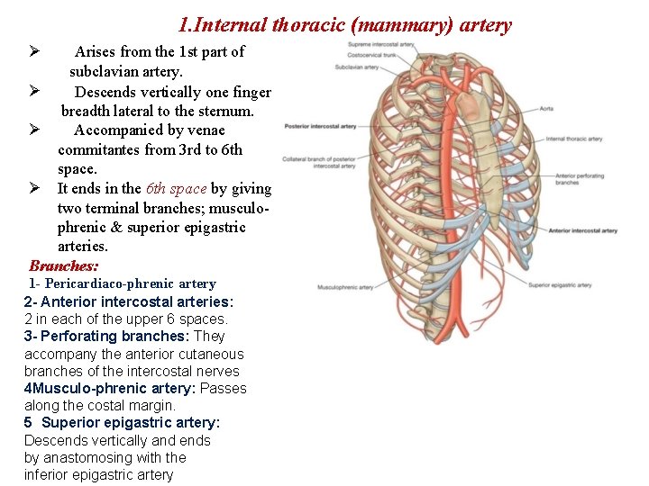 1. Internal thoracic (mammary) artery Arises from the 1 st part of subclavian artery.