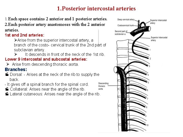1. Posterior intercostal arteries 1. Each space contains 2 anterior and 1 posterior arteries.