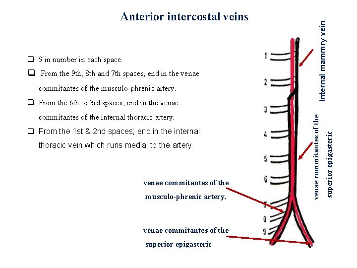 commitantes of the musculo-phrenic artery. From the 6 th to 3 rd spaces; end