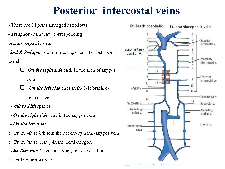 Posterior intercostal veins - There are 11 pairs arranged as follows: - 1 st