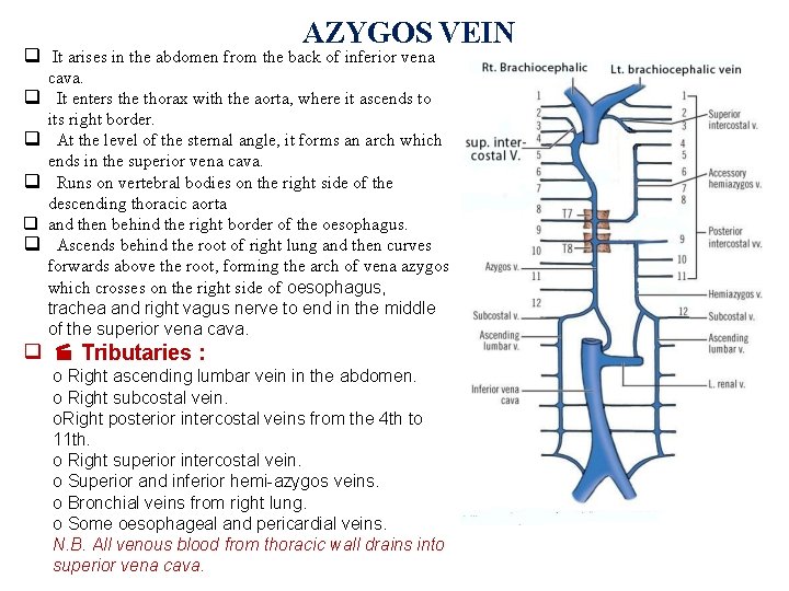 AZYGOS VEIN It arises in the abdomen from the back of inferior vena cava.