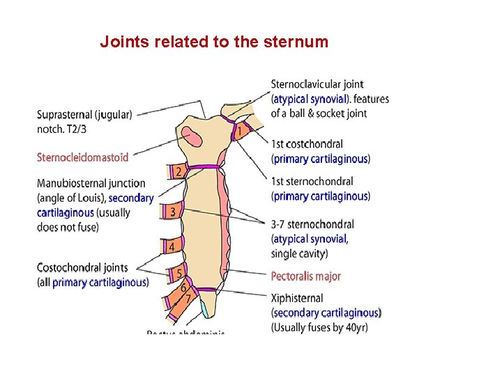 Joints related to the sternum 