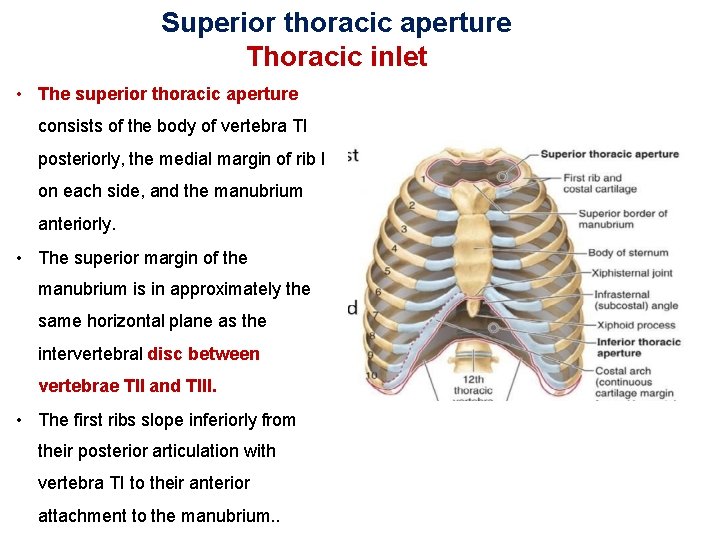Superior thoracic aperture Thoracic inlet • The superior thoracic aperture consists of the body