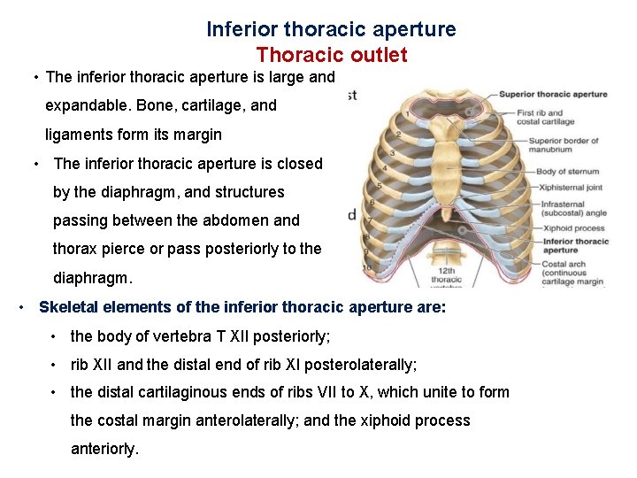 Inferior thoracic aperture Thoracic outlet • The inferior thoracic aperture is large and expandable.