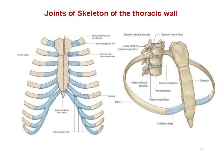 Joints of Skeleton of the thoracic wall 