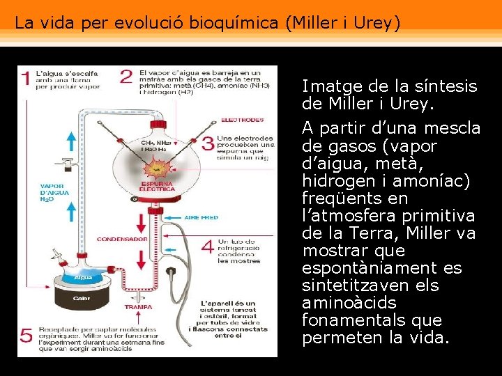 La vida per evolució bioquímica (Miller i Urey) • Imatge de la síntesis de