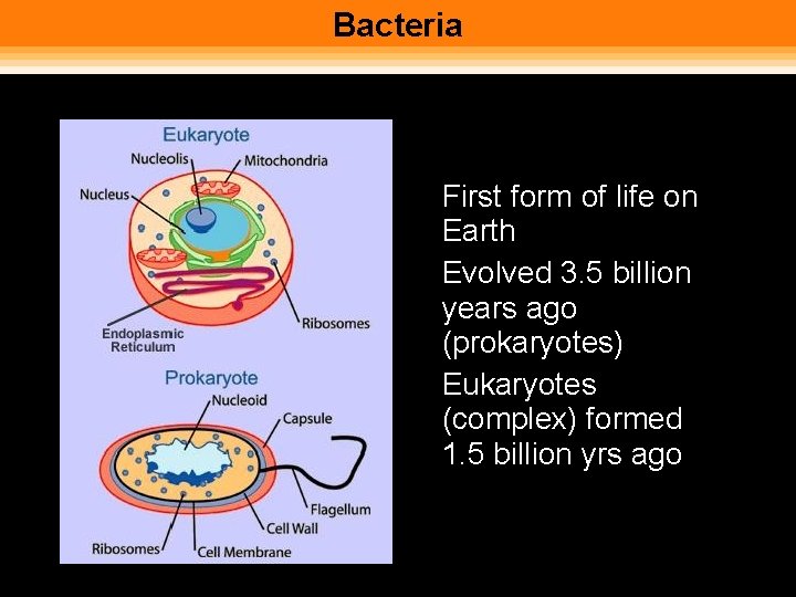 Bacteria • First form of life on Earth • Evolved 3. 5 billion years