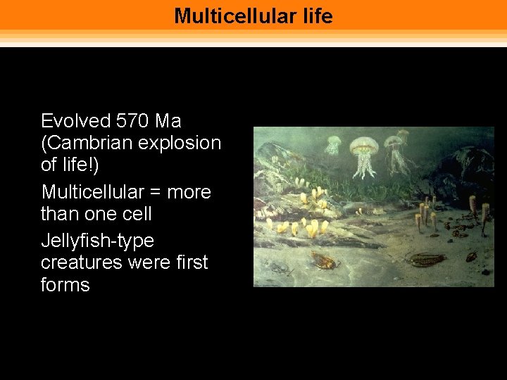 Multicellular life • Evolved 570 Ma (Cambrian explosion of life!) • Multicellular = more