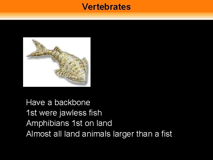 Vertebrates • • Have a backbone 1 st were jawless fish Amphibians 1 st