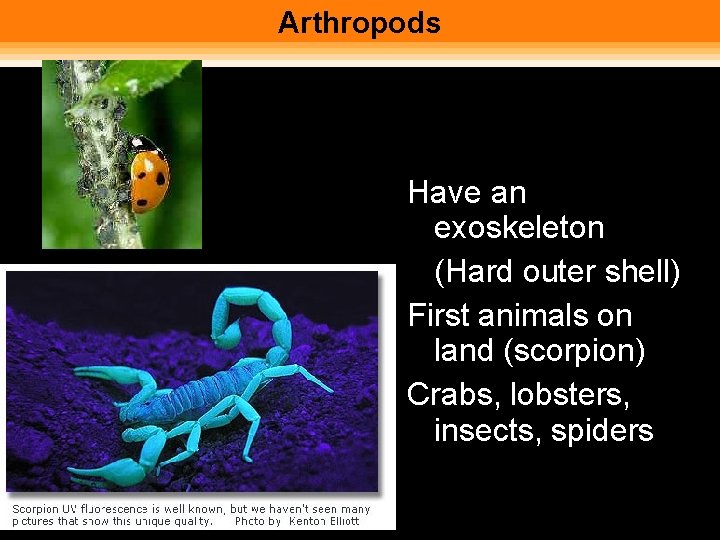 Arthropods Have an exoskeleton (Hard outer shell) First animals on land (scorpion) Crabs, lobsters,