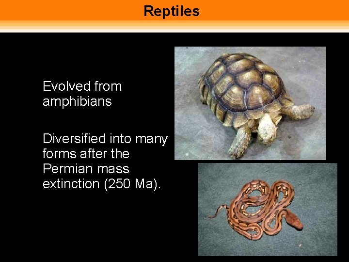 Reptiles • Evolved from amphibians • Diversified into many forms after the Permian mass