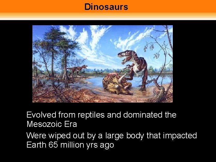 Dinosaurs • Evolved from reptiles and dominated the Mesozoic Era • Were wiped out