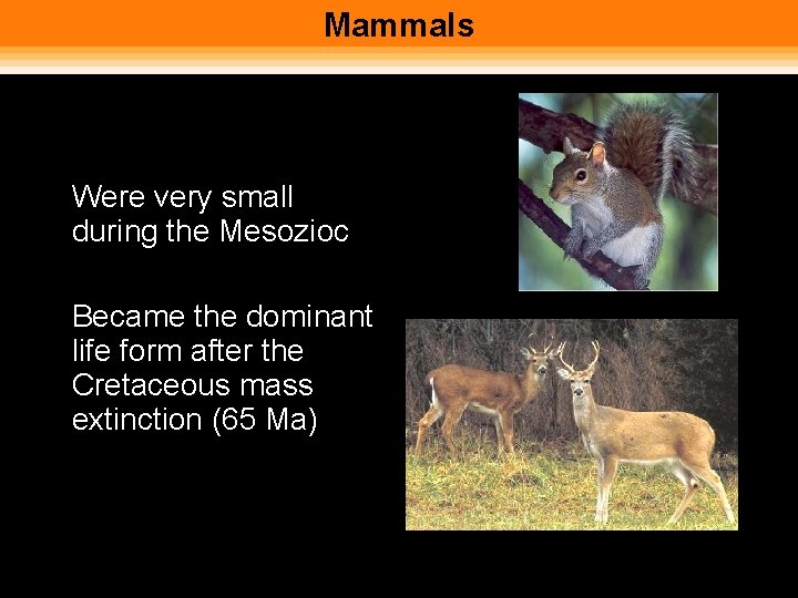 Mammals • Were very small during the Mesozioc • Became the dominant life form